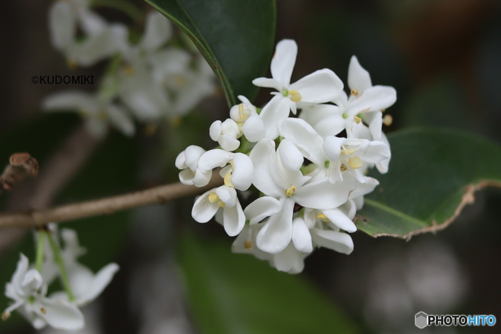 金木犀終わったころ