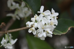 金木犀終わったころ