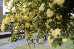 木香薔薇の風景