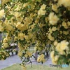 木香薔薇の風景