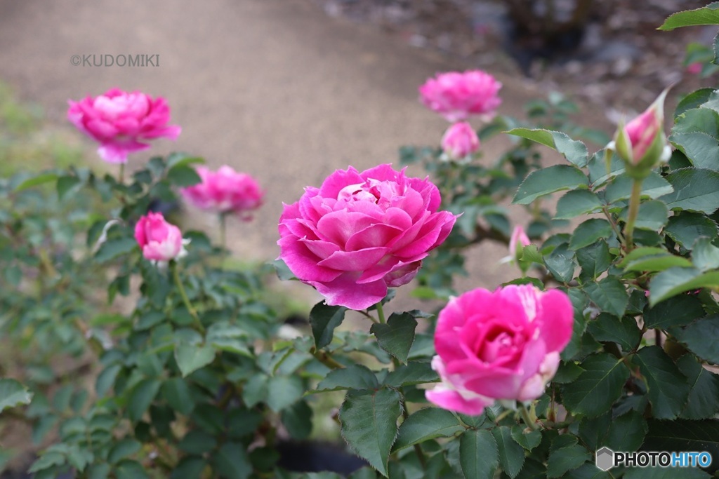 ローズガーデン