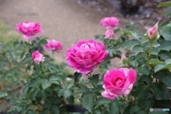 ローズガーデン