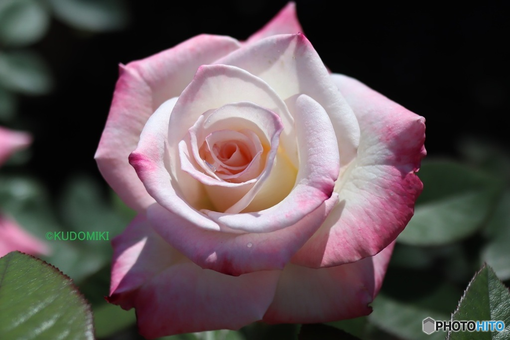 公園の秋薔薇