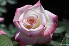 公園の秋薔薇