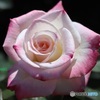 公園の秋薔薇