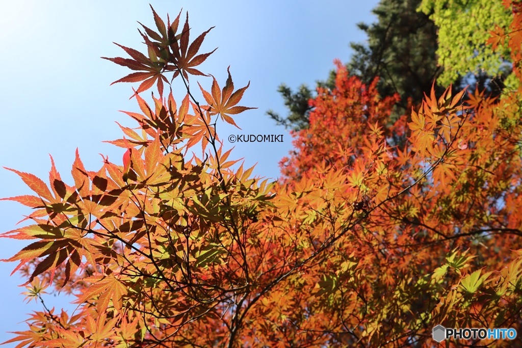 春紅葉