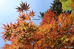 春紅葉