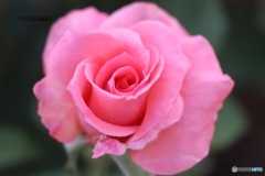 秋の薔薇