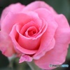秋の薔薇