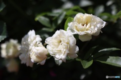 白い木香薔薇