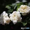 白い木香薔薇
