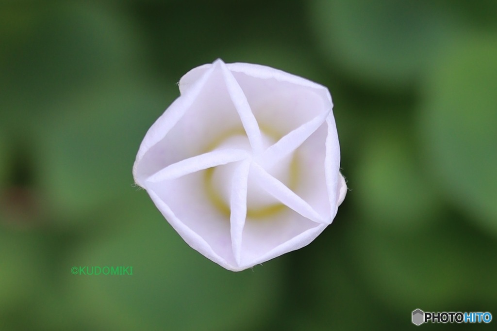 開き始めたカタバミの花