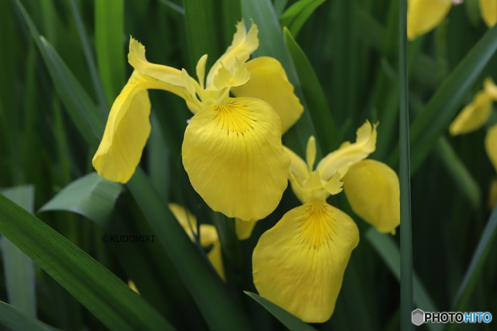 見ごろのキショウブ