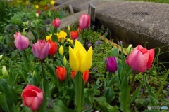 堤防の花壇で