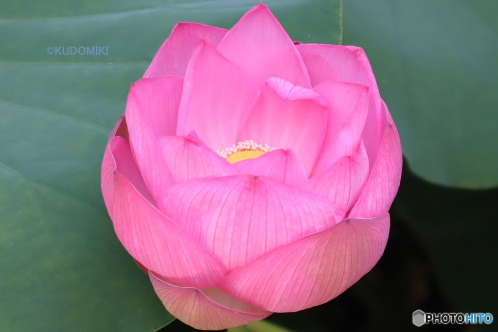 蓮の花