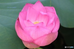 蓮の花