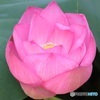 蓮の花