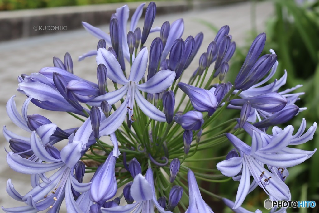 夜に光りそうな感じ