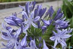 夜に光りそうな感じ