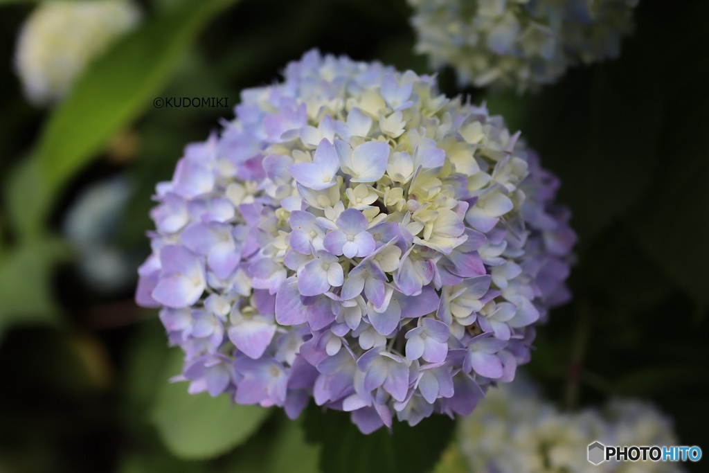 色づき始めた紫陽花
