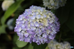 色づき始めた紫陽花