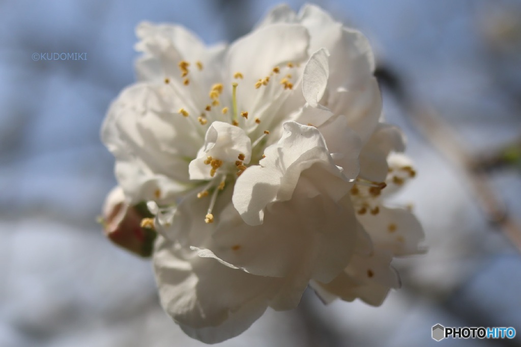 花桃