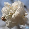 花桃