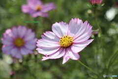 見ごろのコスモス