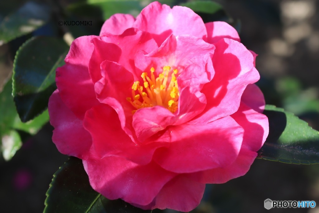 椿園の山茶花