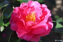 椿園の山茶花