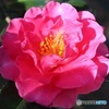 椿園の山茶花
