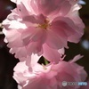 八重桜