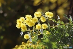 ミモザはじまる