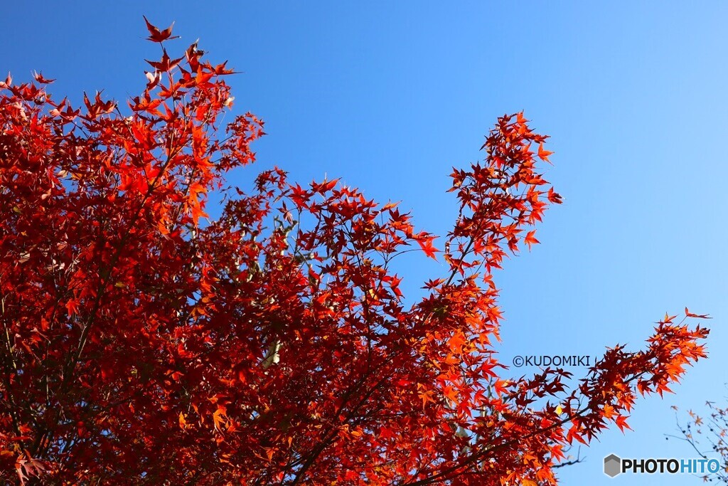 小さな公園の一本