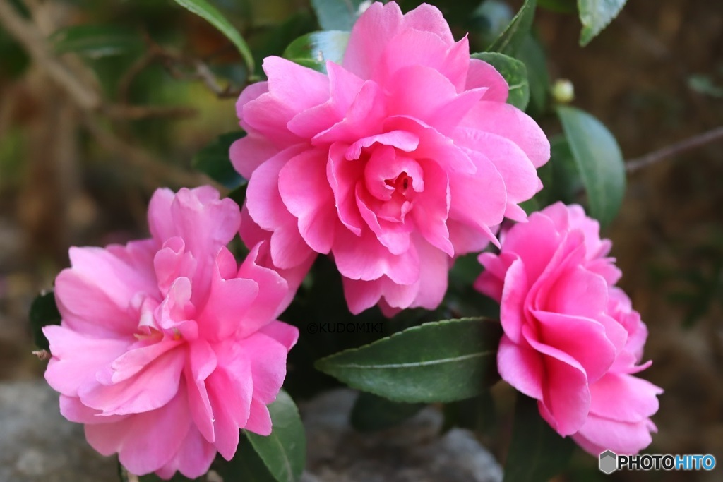 薔薇じゃないわよ