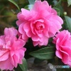 薔薇じゃないわよ