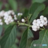 白い小紫
