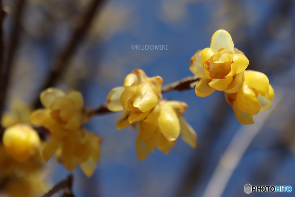 対になっている