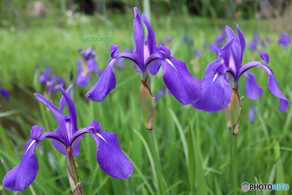 燕子花