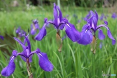 燕子花