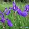 燕子花