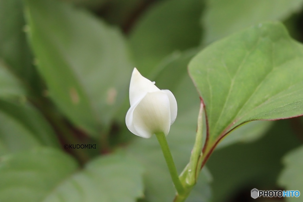 開花直前