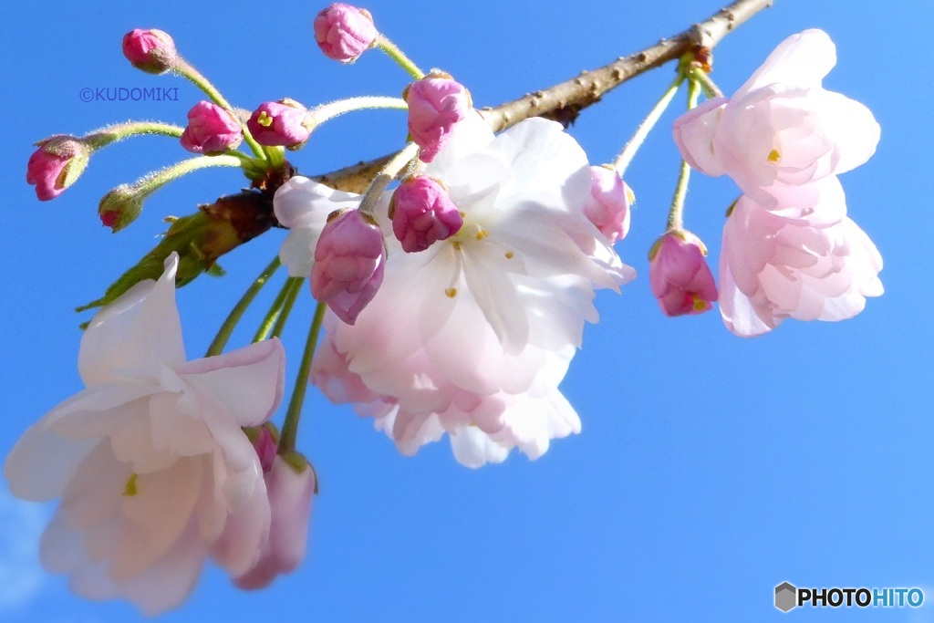 枝先の桜