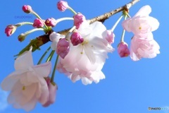 枝先の桜