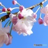 枝先の桜