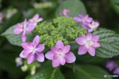 可愛い紫陽花