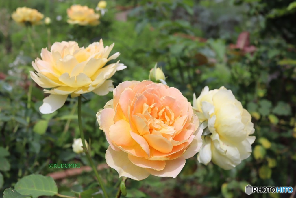 夏の薔薇