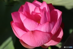 蓮の花