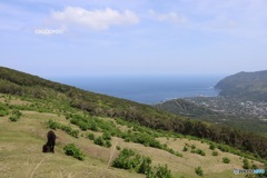 島の牧場