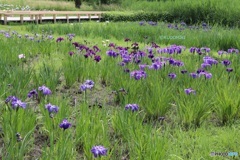 近くで見れない菖蒲園